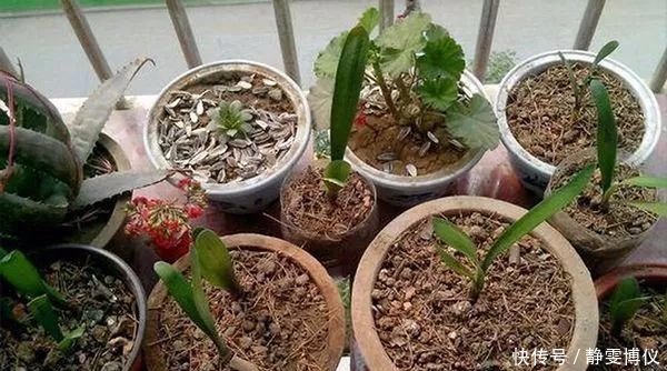 养花不用买土，用这几样东西掺一块儿，种什么花草都旺