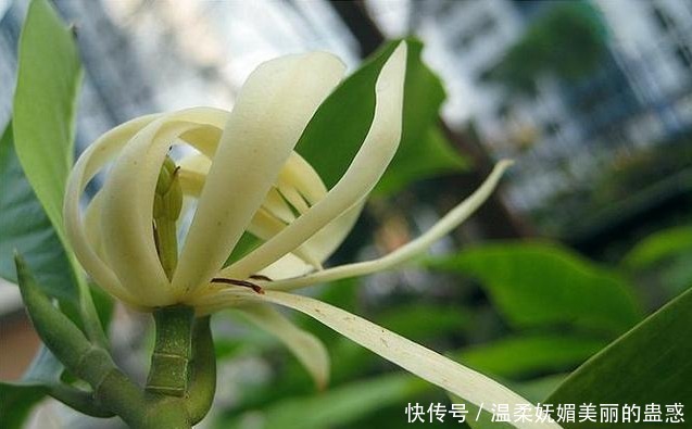 此花号称 中国第一香 家里种一棵 熏得一室香 邻居都很羡慕 粉紫色