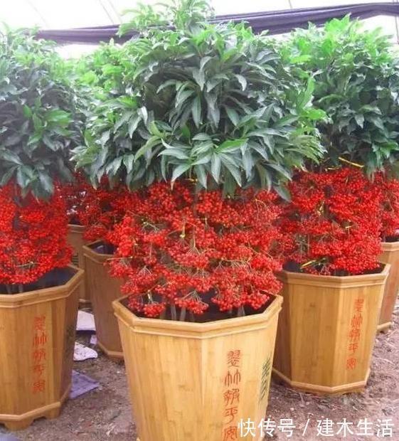 客厅养花选择6种树，自带财气，叶片油绿，旺财、旺人