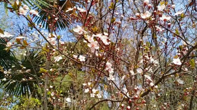 老年|许昌双龙湖畔 百花绽放宛如画卷 貌似仙境般！