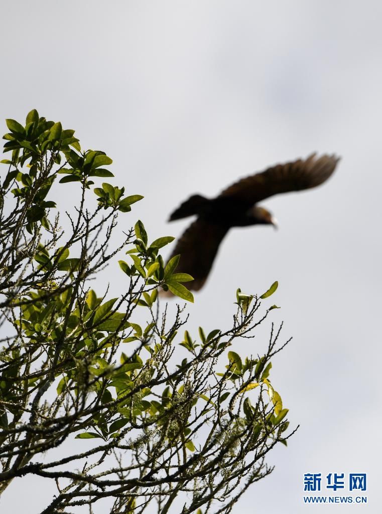 新华社记者|新西兰齐兰迪亚自然保护区：从废弃水库变身鸟儿天堂
