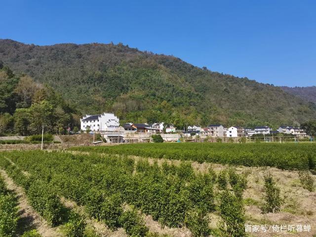 《七绝.初冬印象》霜染苍茫已入冬，枝条飞叶落无穷