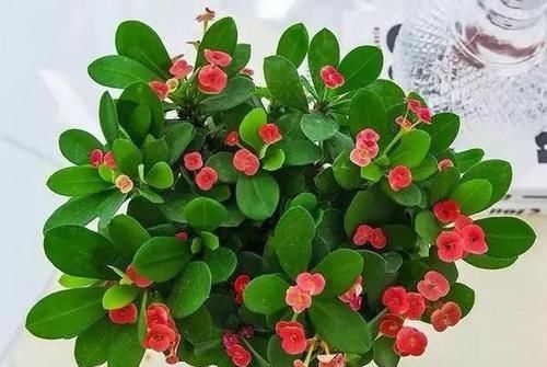 寿命|此种花卉寿命忒长,养护多注意5点,每一株都能活上30多年