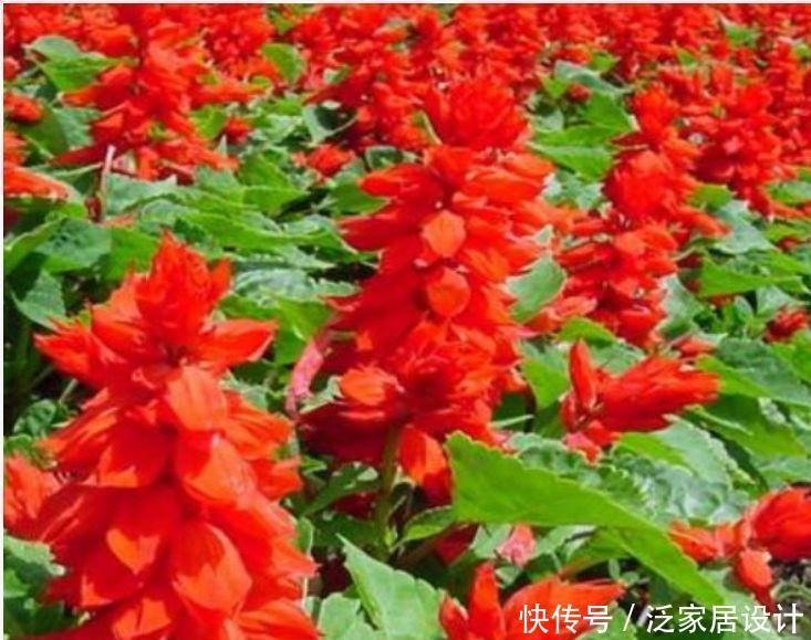 4种“高贵女王花”，比牡丹好看，年年开花不断，颇受大家的喜爱