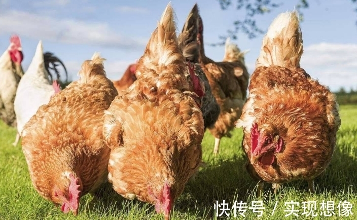 饲料|什么原因导致鸡子得了腺胃炎,很多人都在这里犯错