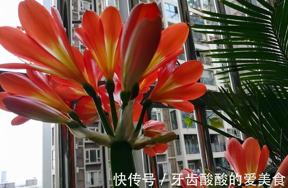 10大健康花,建议养一盆,不但能吸废气制氧气,还好养贵气