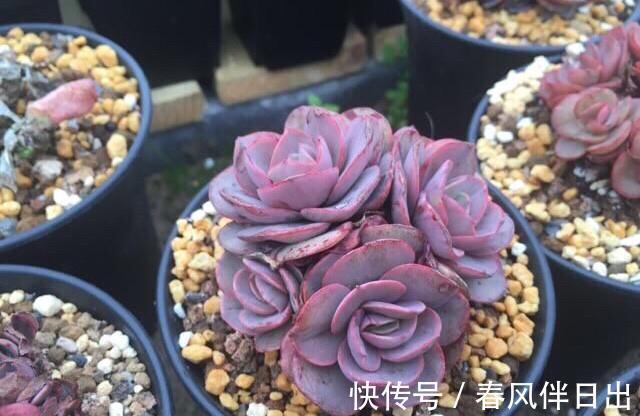 最受欢迎的六种多肉，看看你家养了几种