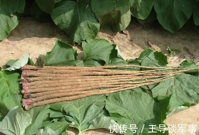 皱纹|女性养生,秋天坚持吃的好食物,淡化皱纹,延缓衰老,越吃越好