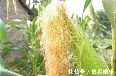 玉米须|玉米须泡水喝，难道真有那么多神奇的功效吗怎么制作玉米须茶