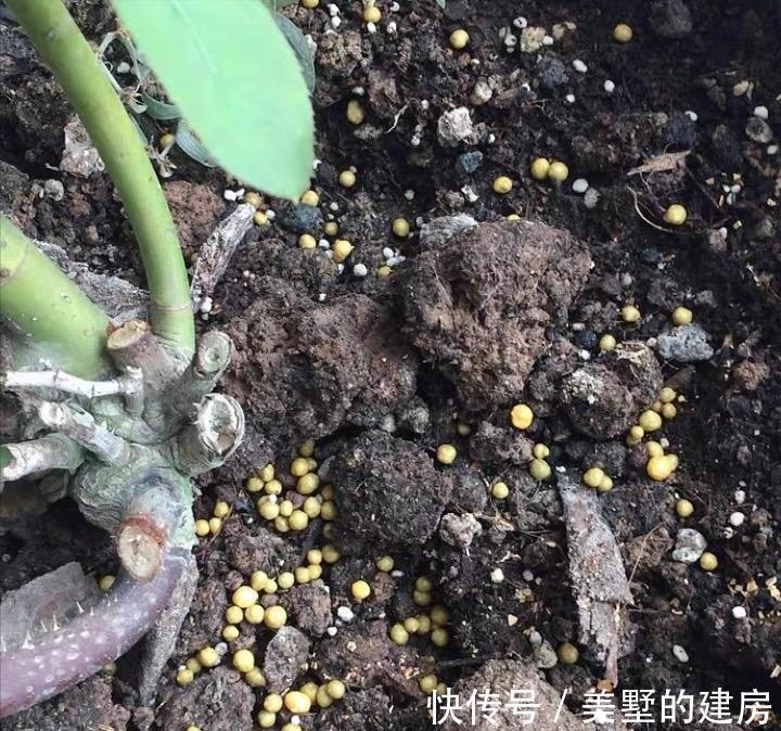 秋天养花,10月浇点“大补肥”,来年爆满大花芽