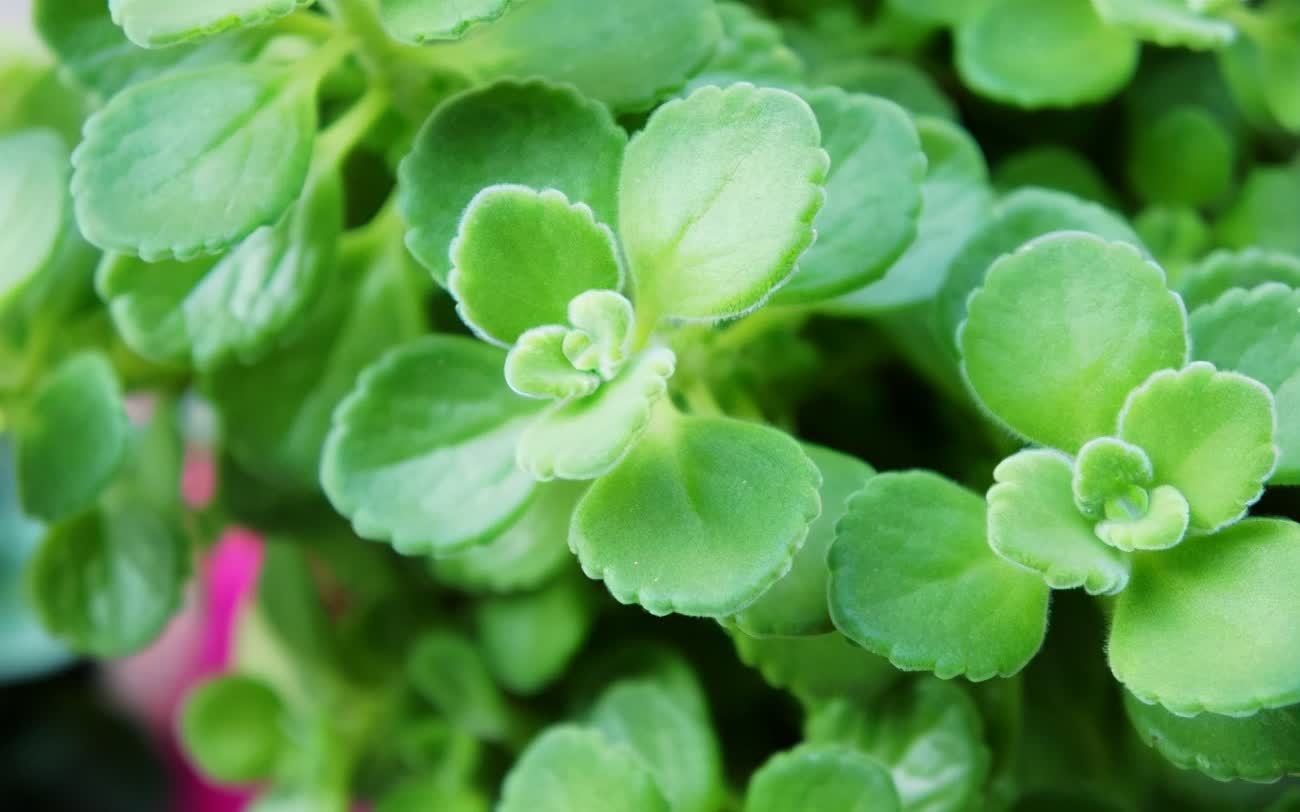 适合养在客厅的“4类花”,越养家里越“干净”,又美又健康