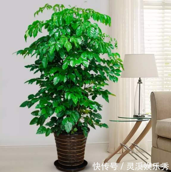 6种植物,花开富贵“好兆头”,能养开花是“高手”,你家有吗?