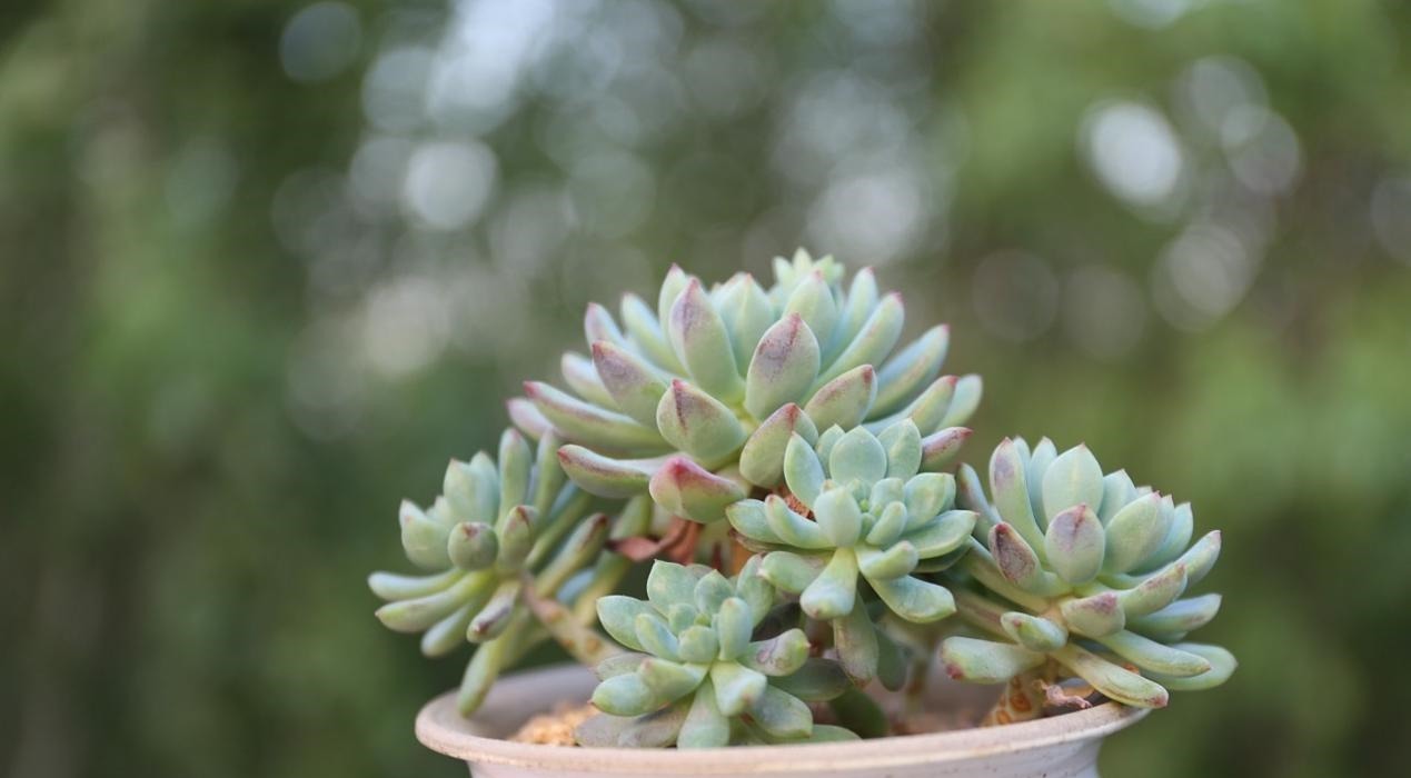 怎么消灭蚧壳虫?用这几种办法,既不会伤害花草又省钱高效