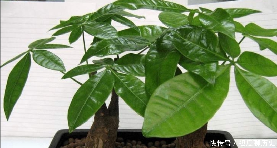 养发财树,别给它浇3种水,否则容易出现烂根、黄叶