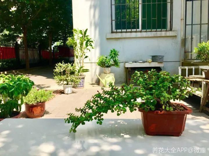 喷药|金枝玉叶开花了,真花长这样,很多人没见过