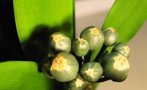 果子|张大爷花100买了1筐“果子”,拿回家埋盆里,养出上千棵君子