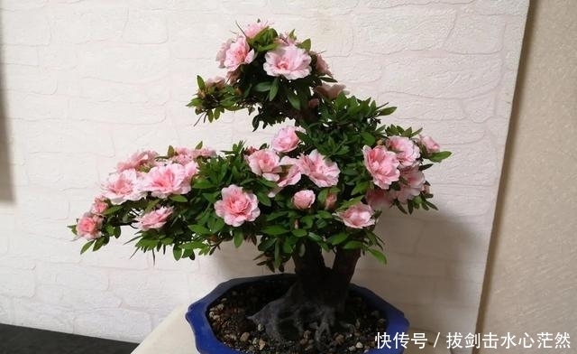 年度十大流行花卉,摆在家里,高贵优雅,又美又仙