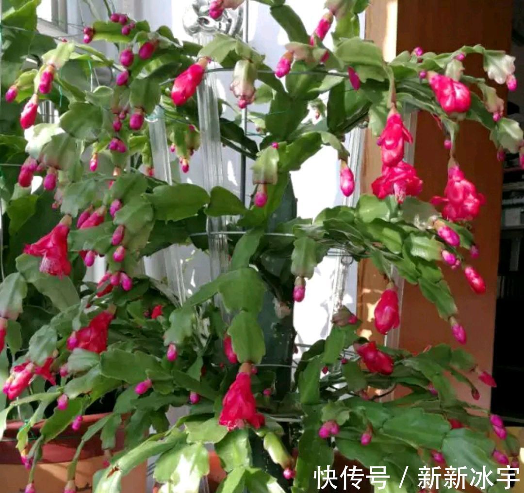 仙人掌嫁接蟹爪兰,做不到4点,徒劳无功,嫁接一盆坏一盆