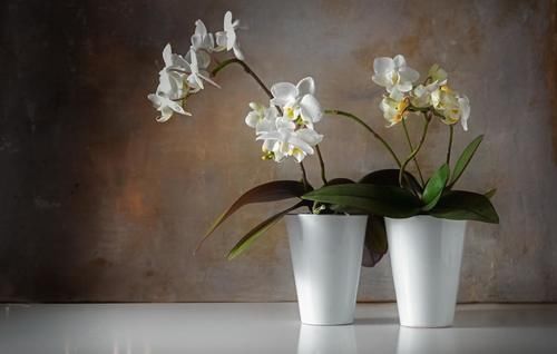 养殖兰花时，谨记僵苗的6个原因和救治办法，解决好了，苗壮芽旺