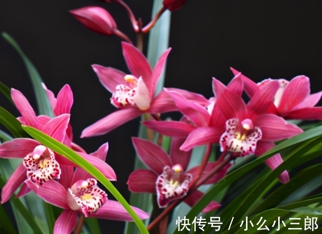 红贵妃|它被誉为“香花之王”，顶级红素，兰香四溢，花开后又仙又美