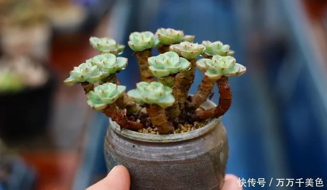 多肉饿着养,个个土肥圆,越矮越小越值钱