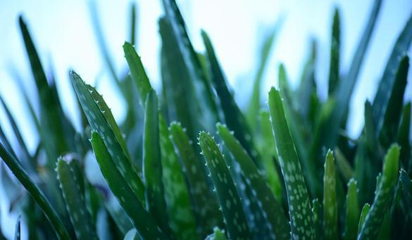 八种不喜水花,土不干不浇水