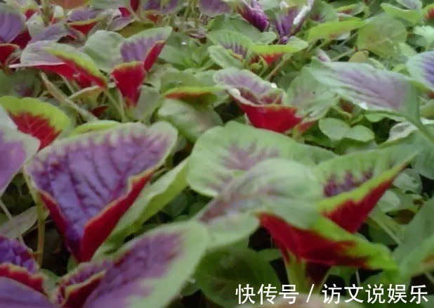 老大|在乡村处处可见的野菜,竟然是抗癌老大,没有几个人知道吧!