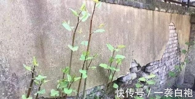 长大|房子边上看见这种草,赶紧连根拔掉,等长大就麻烦了