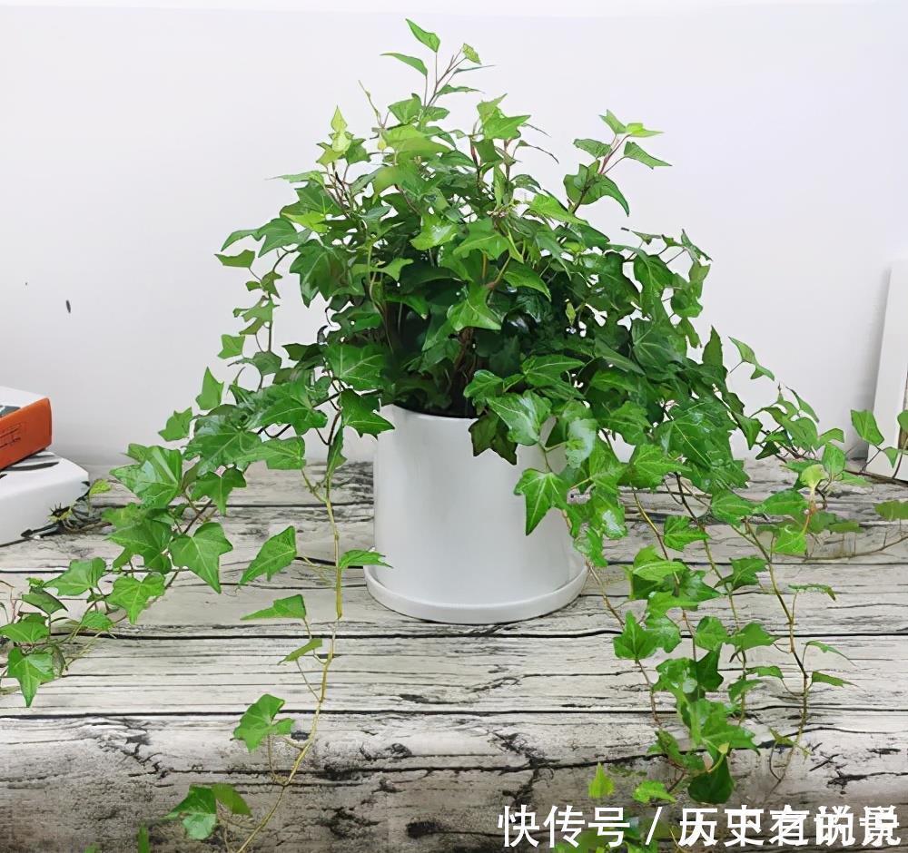 大气|6种漂亮花,耐阴又好养,端庄大气长势旺,适合北阳台