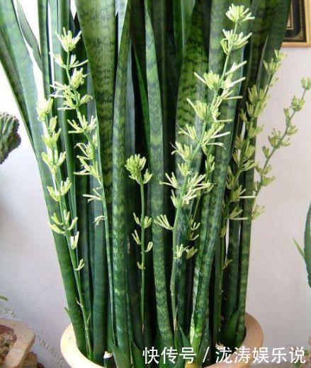 花盆|她养的虎皮兰，三年长到2米高，秘诀只有2个，花友虎皮兰巨无霸
