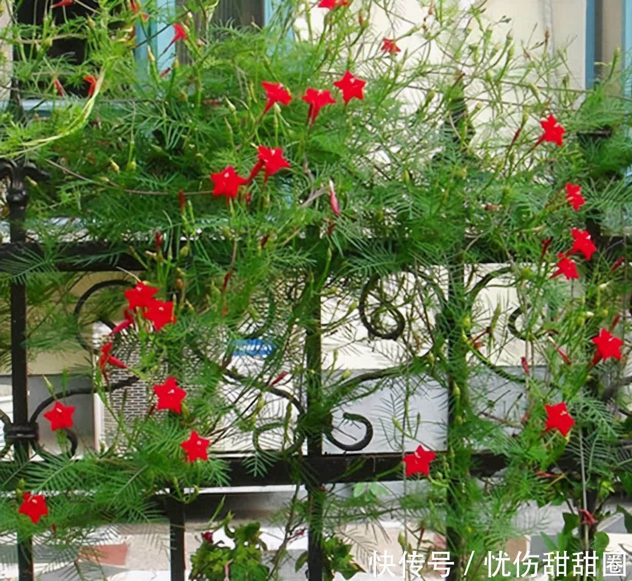 春天就养这2种花，一盆可以开一整个阳台的花儿，漂亮清新