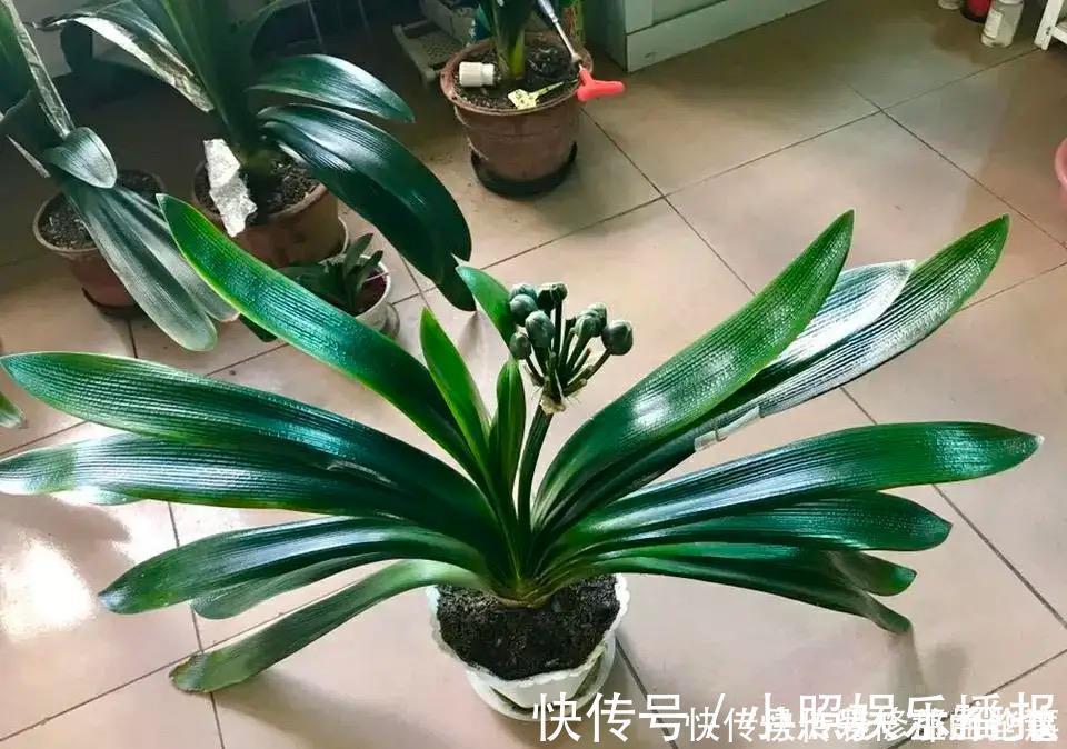 黄豆水黄豆|为什么你养的君子兰始终不开花？问题出在浇水上，四种水轻松化解