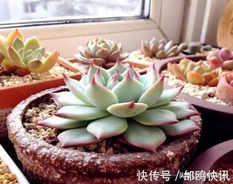 多肉长虫了怎么办3个小方法，虫子一个都不见，叶片又肥又美