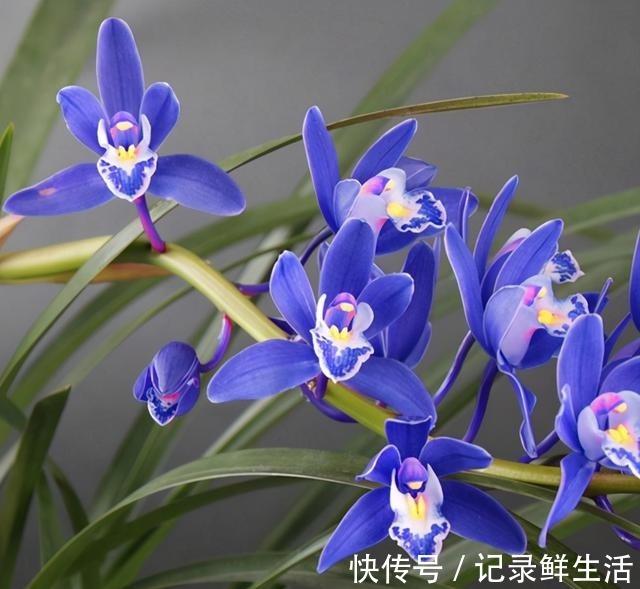 这款“蓝色”兰花,突然就火了,被誉为“活香水”,很多人没见过!