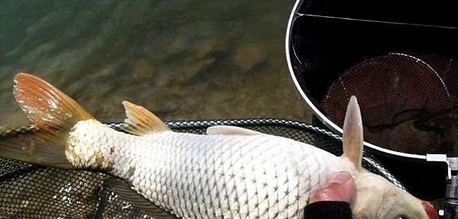 给你个忠告:秋钓鲤鱼就用这“硬招”,鱼竿瞬间就是一个大弯弓