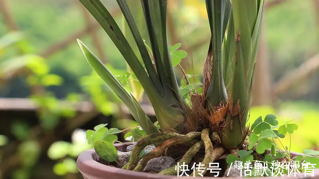 一窝兰花怎么分，既能分成单株，又能株株成活？不难，看秘笈！