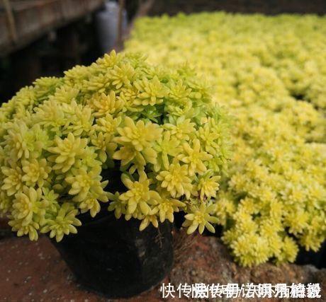 公认的4种普货多肉,颜色金贵皮实好养,花友们热烈追捧!