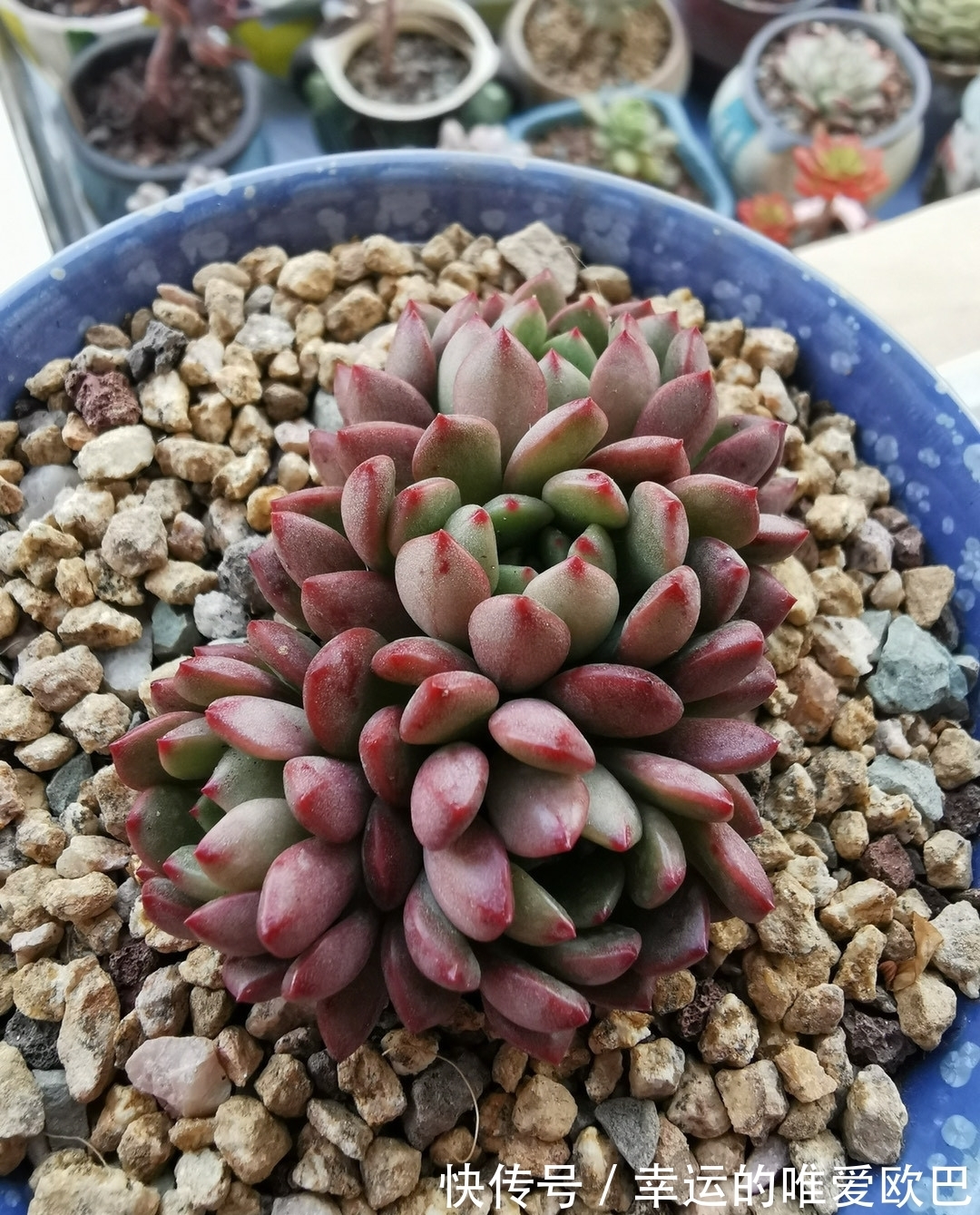 这“三多肉”都是爆崽小能手,养一盆等于种多盆,轻松繁殖一大群