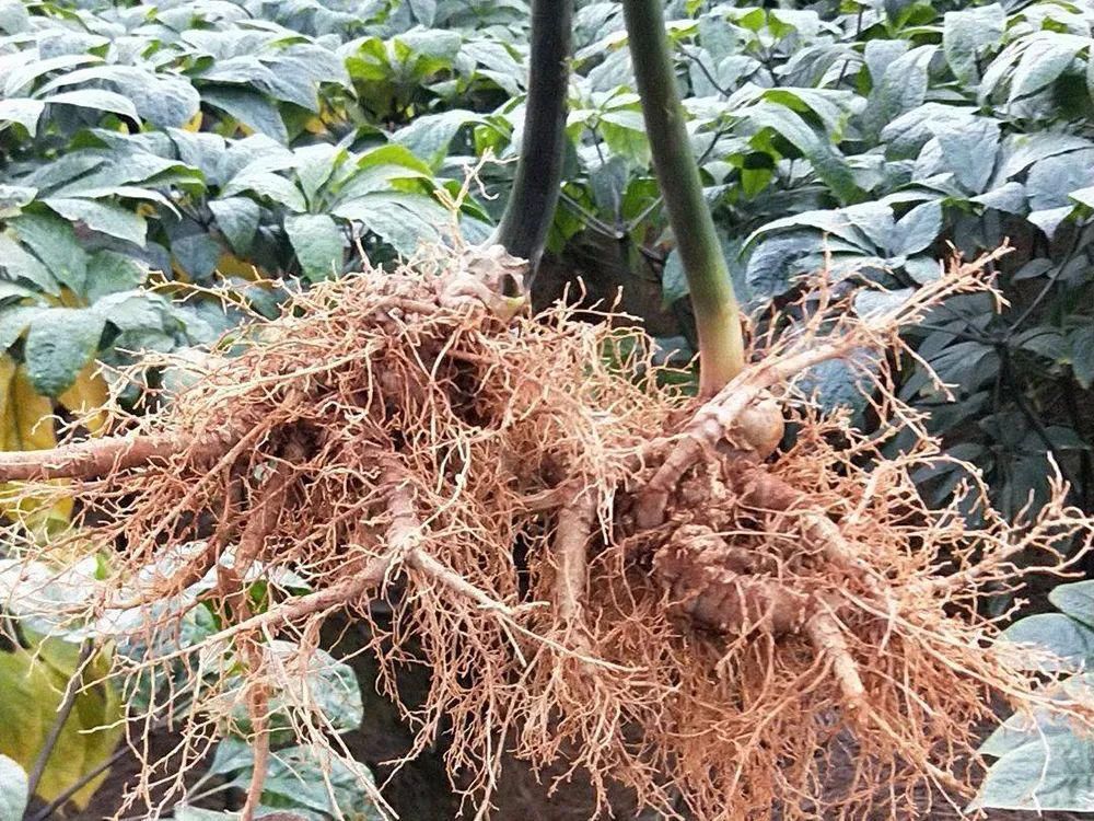  神奇|地位高于人参，被誉为“参中之王”，一斤上百元，真有那么神奇？