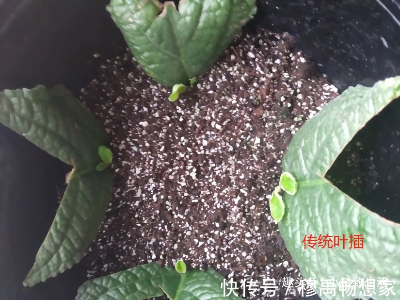 这种花，摘片叶子划2刀，插土里20天爆小苗，花大形美、颜色艳