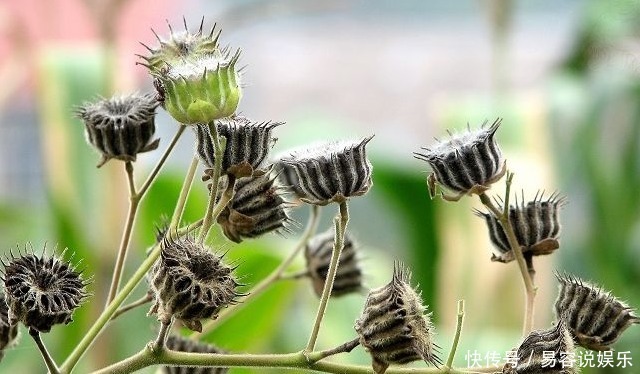 用青麻煮水|田间一野草，有“中国草”之称，不仅可食用，还能制绳和入药