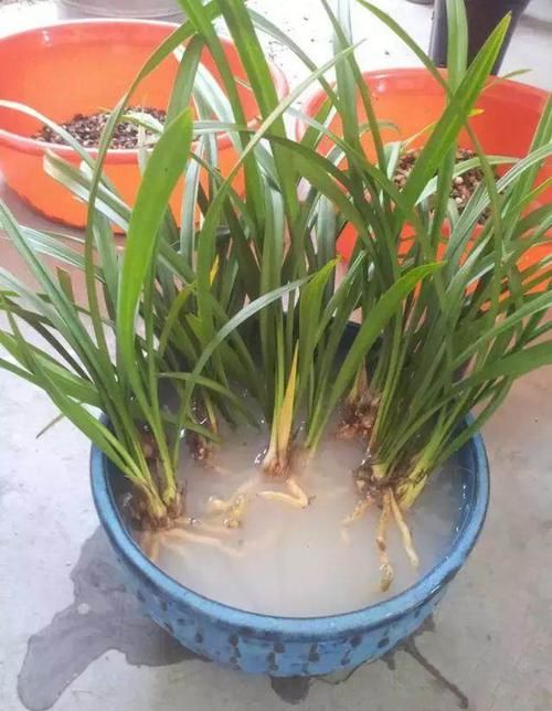 养花必备的杀菌剂，到底怎么用？多菌灵只是“初级”，黄叶不管用