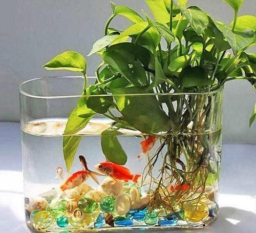 看了这些，你还觉得水培比土培更省心，不需要打理吗？