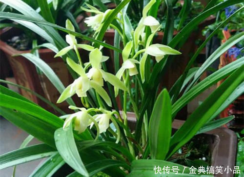 羊粪|什么淘米水、黄豆水都不如它，用来养兰花，新叶侧芽一起长