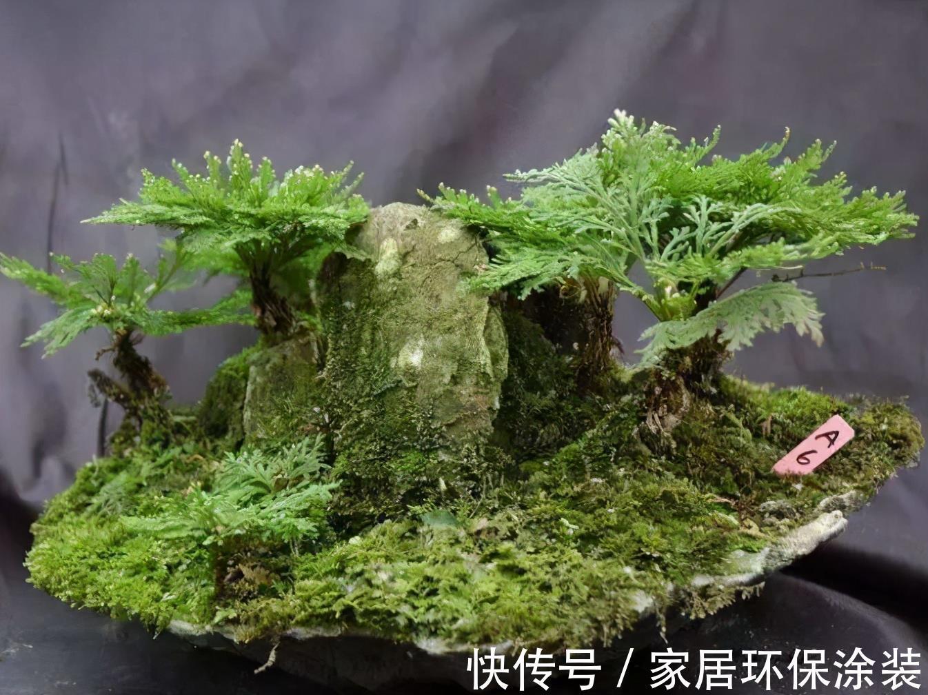 九死还魂草|野外山坡上再看见这种植物，别挖了，数量已经不允许