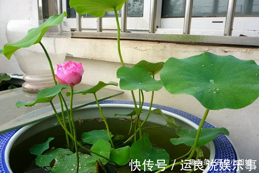 5种花,懂花的人不在家里养,会被嘲笑“没品位”