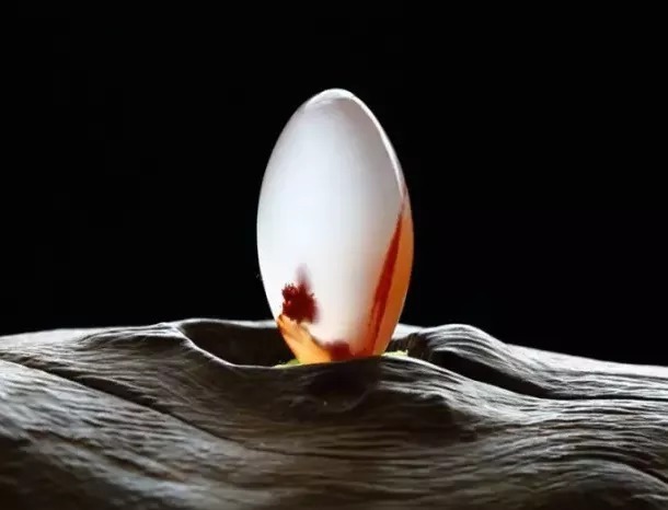  南红|行家教你认识南红，国色凝香，中国红！