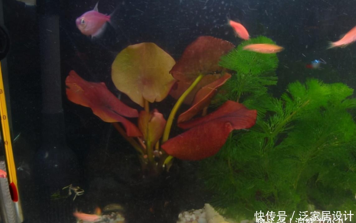 鱼缸有白色灰尘漂浮物 鱼缸有白色灰尘漂浮物