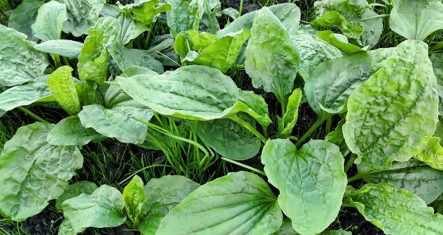 马齿苋|开春挖野菜，送你“野菜大图鉴”，教你轻松识别20种野菜