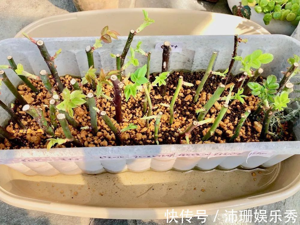 5种花“扦插”正当时,天气转凉利于生根,喜欢别偷懒